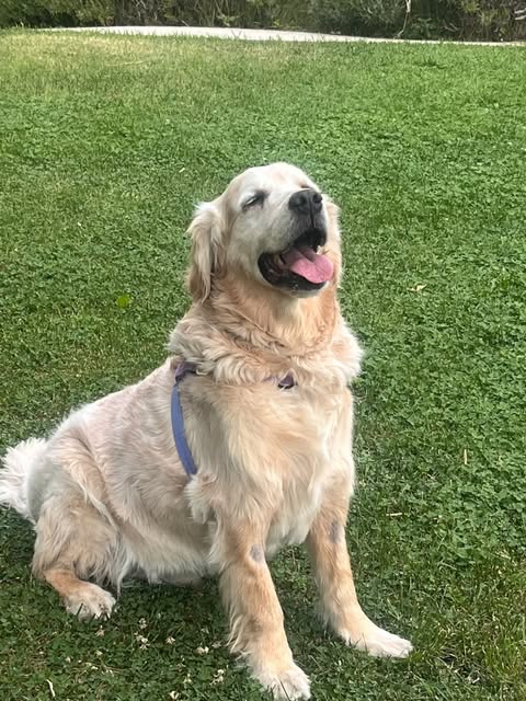 Bahçede oturan Golden Retriever, PetSmile Clinic Instagram paylaşımı
